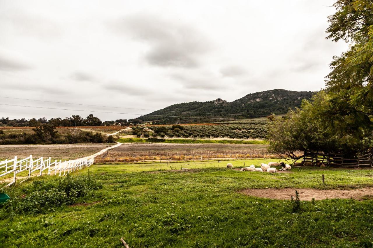 Ayama Wine Farm - Manor House Panzió Wellington Kültér fotó